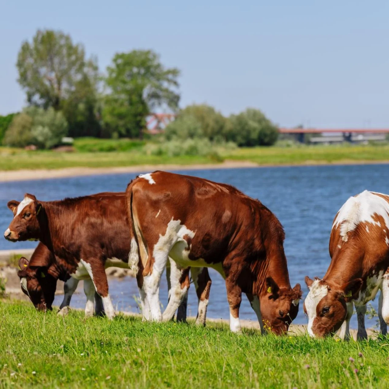 Grazende Weide koeien