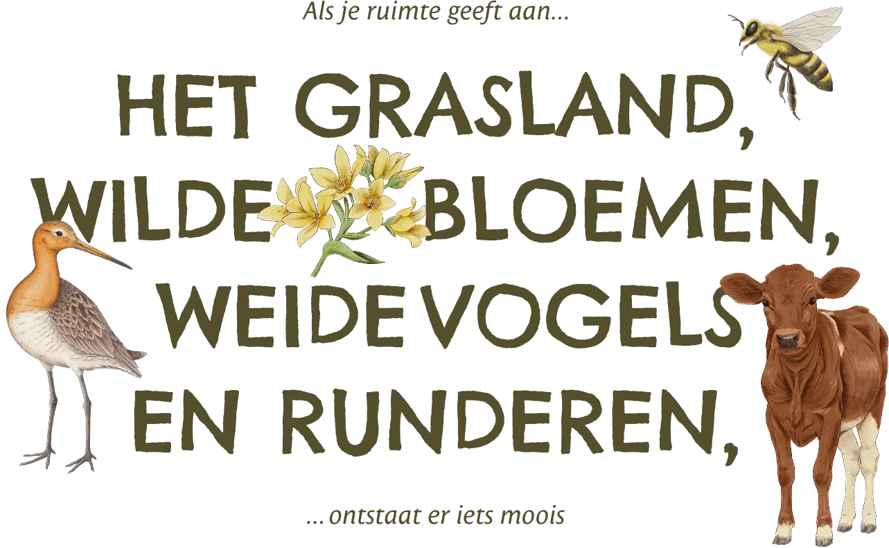 Als je ruimte geeft aan...Het grasland wilde bloemen, weidevogels en runderen...onstaat er iets moois