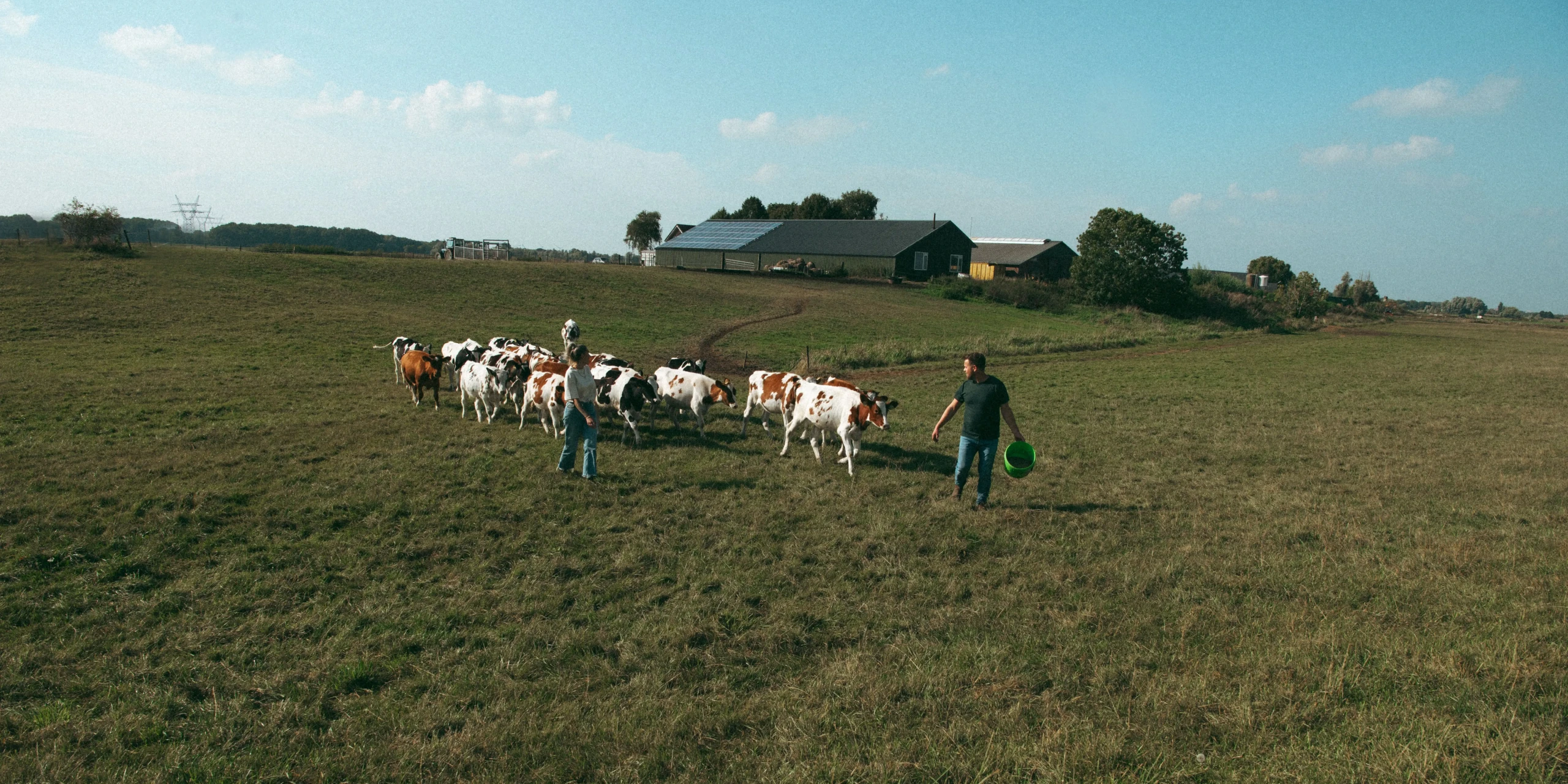 Kudde runderen Uiterwaarde