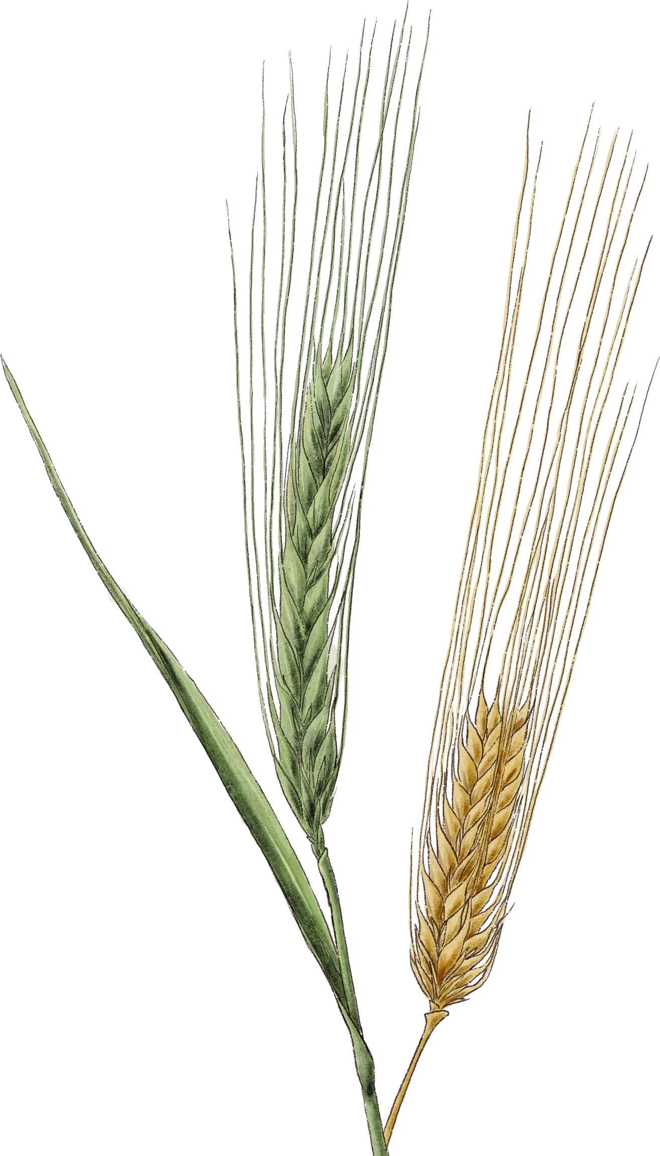 Een kringloop waarin iedereen een graantje meepikt